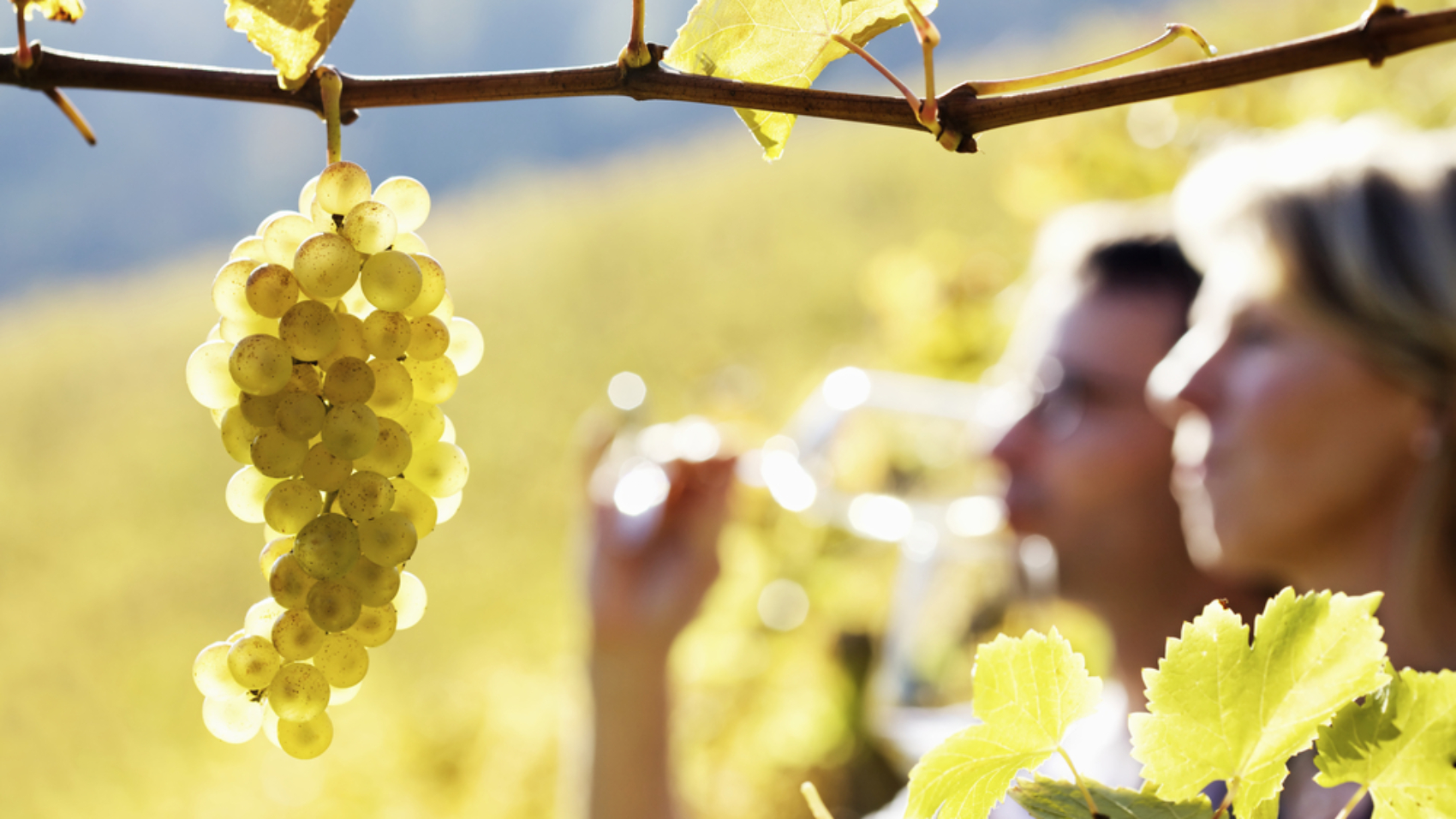 Wine-shutterstock_69763123